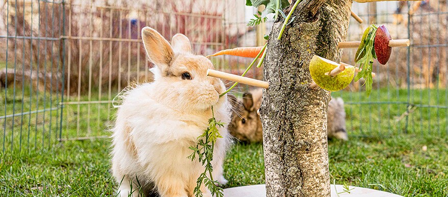 DIY Futterbaum für Kaninchen