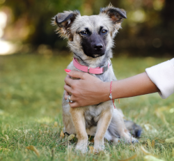 Tierisch engagiert meet & greet Jana Ina