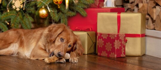 Pies rasy Golden Retriever gryzie kość przed udekorowaną choinką z czerwonymi i złotymi prezentami oraz drewnem kominkowym