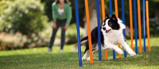 Border-Collie-Hund trainiert Agility-Parcours mit bunten Stangen im Park