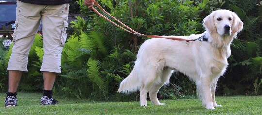 Ein Hund an der Leine