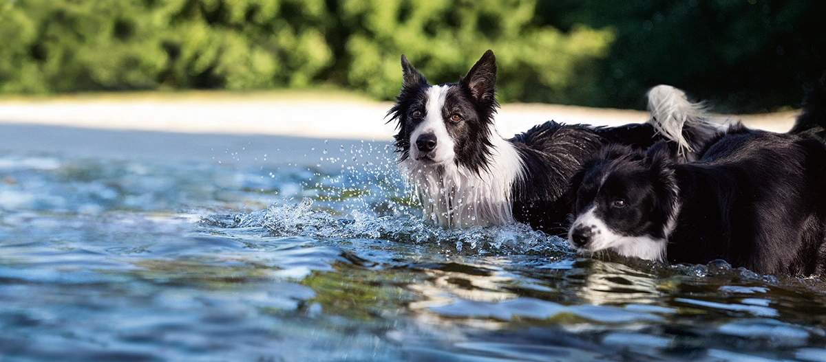 Deux chiens Border Collie jouent dans l'eau peu profonde au bord d'un lac par une journée ensoleillée