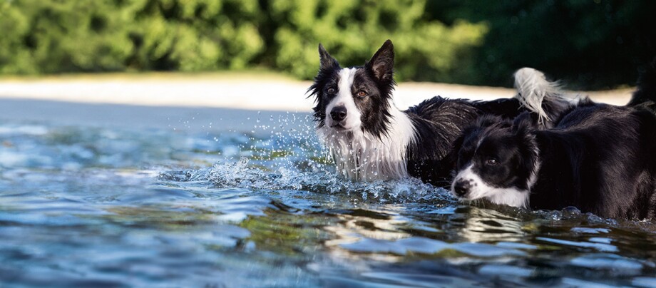 Camping-Zubehör für Urlaub mit dem Hund