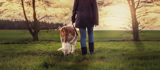 Person geht mit Hund an der Leine bei Sonnenuntergang durch eine grüne Wiese mit Bäumen