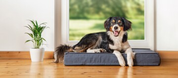 Glücklicher Hund mit schwarzem, weißem und braunem Fell liegt auf grauem Hundebett vor großem Fenster mit grünem Hintergrund