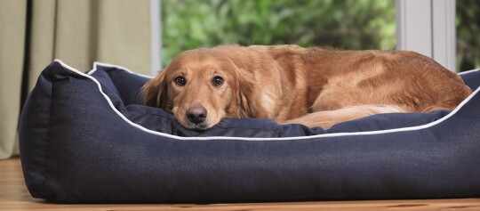 Golden Retriever Hund liegt entspannt auf einem dunkelblauen Hundebett mit weißer Umrandung in einem gemütlichen Wohnzimmer.
