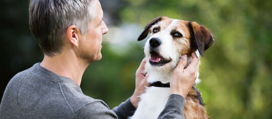 Mann hält liebevoll das Gesicht seines glücklichen braun-weißen Hundes im Freien