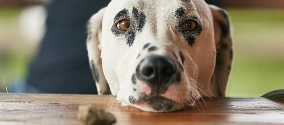 Ein Hund legt seinen Kopf auf die Tischplatte.