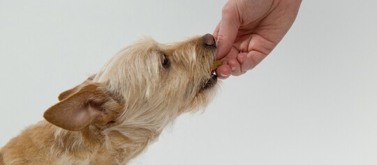 Kleiner brauner Hund mit zotteligem Fell, der von einer menschlichen Hand ein Leckerli bekommt