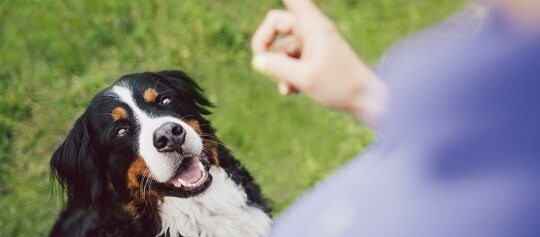Glücklicher Berner Sennenhund schaut aufmerksam auf eine Hand mit Leckerli im grünen Gras