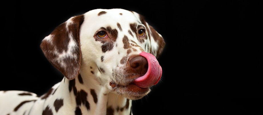 Ein Hund schleckt sich über die Nase.