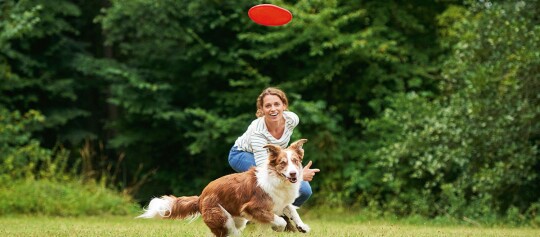 Frau wirft roten Frisbee für ihren braun-weißen Border Collie im grünen Park