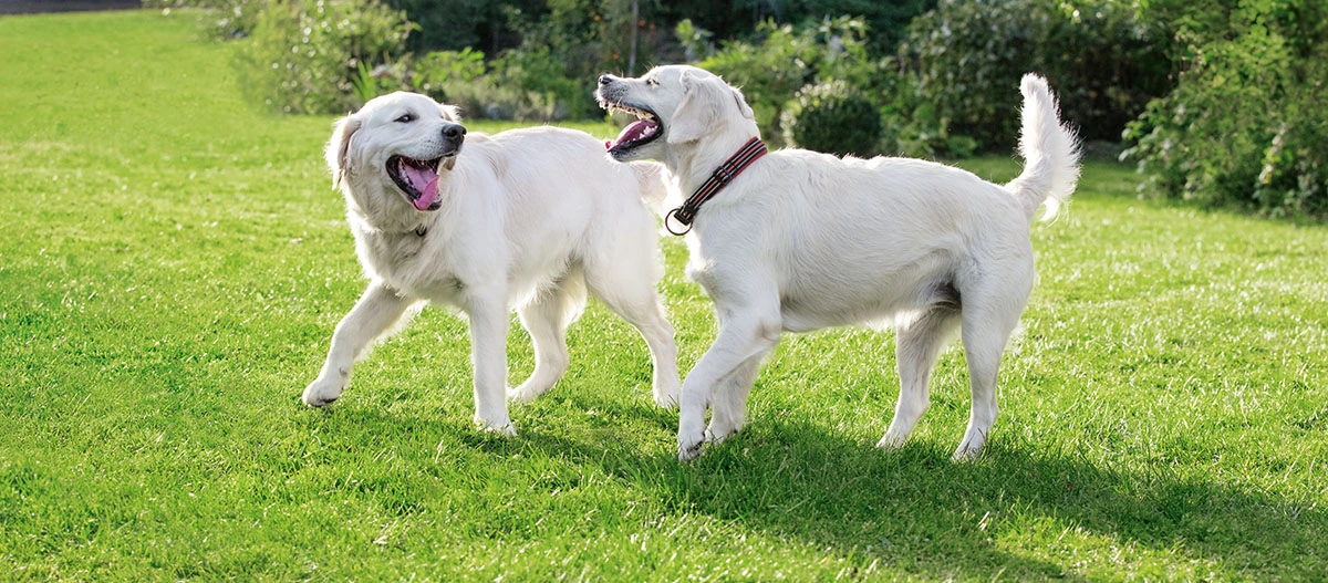 Zwei weiße Golden Retriever spielen fröhlich auf einer grünen Wiese an einem sonnigen Tag.