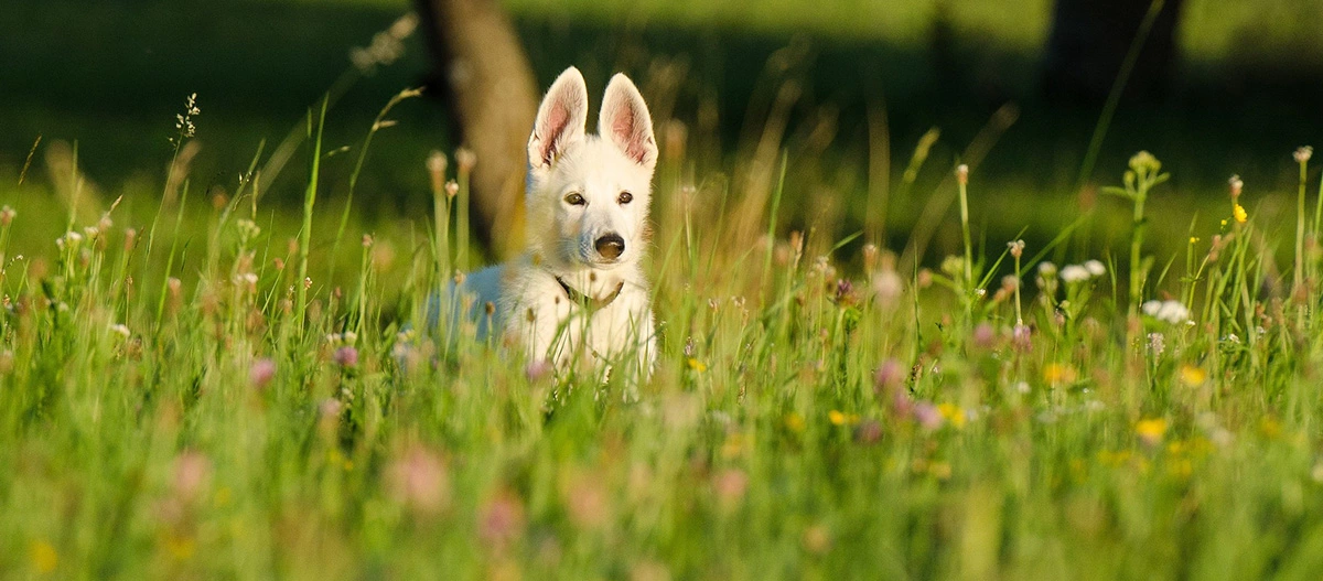 Chiot blanc aux grandes oreilles dressées assis dans une prairie fleurie avec de l'herbe verte sous une lumière solaire douce.