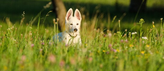 Ein Weißer Schäferhund Welpe steht auf einer Wiese