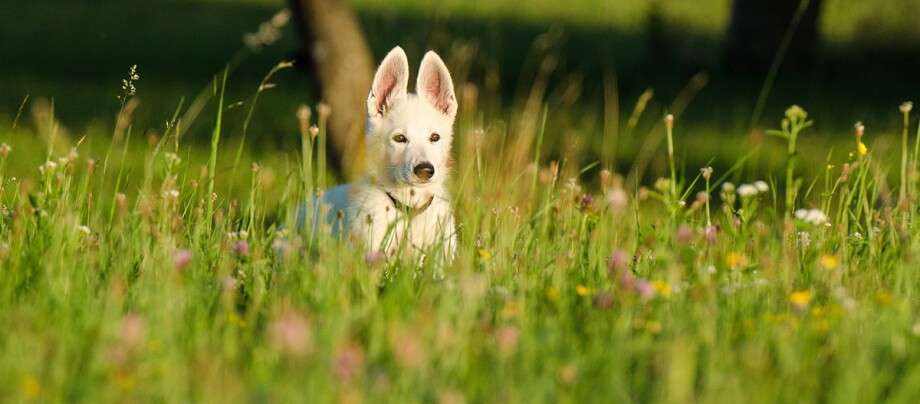 Een witte herder pup staat op een weide