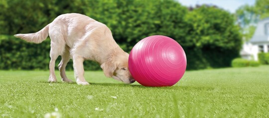 Neugieriger Golden Retriever Welpe schnüffelt an großem pinkem Gymnastikball auf grünem Rasen im Garten