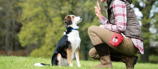 Person trainiert aufmerksam sitzenden Hund im Freien auf grünem Gras
