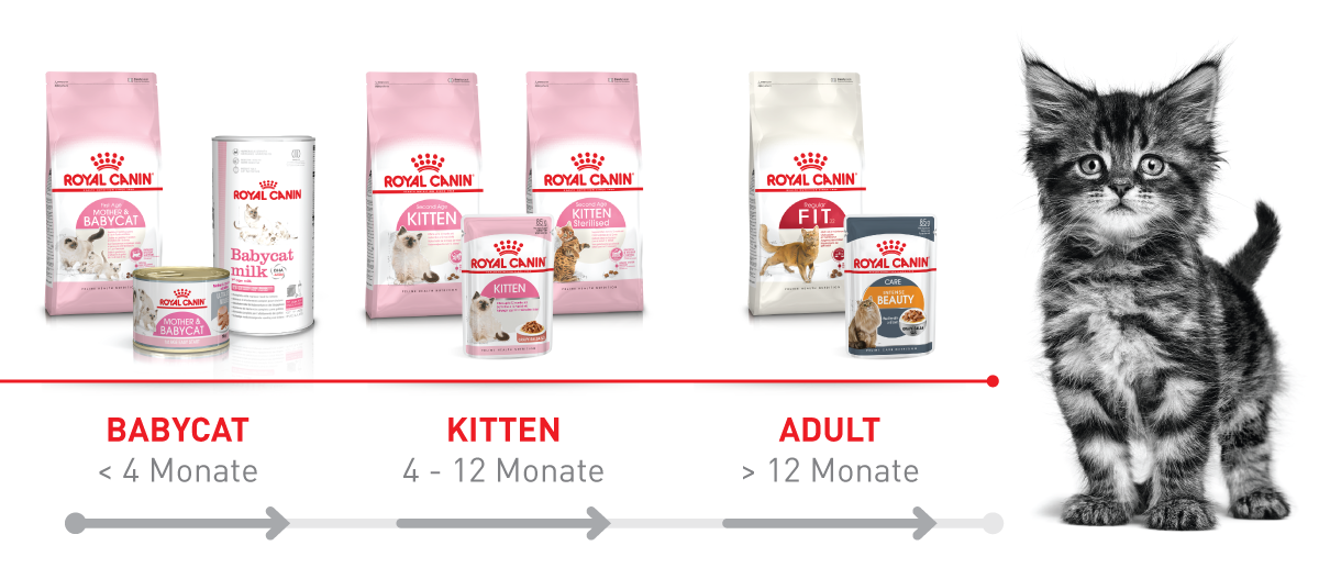 RC_Brand_Shop_FRESSNAPF-6 Royal Canin für Ihr Kitten