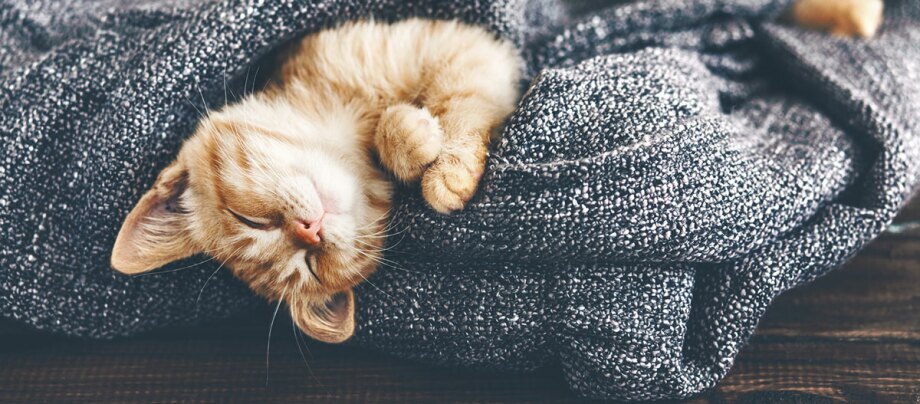 Eine Babykatze schläft in einer Decke eingewickelt