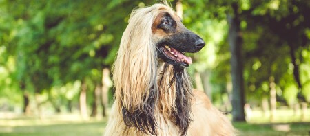 Een close-up van een Afghaanse windhond