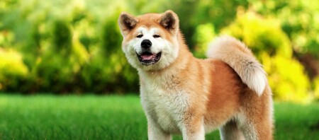 Ein Akita Inu.
