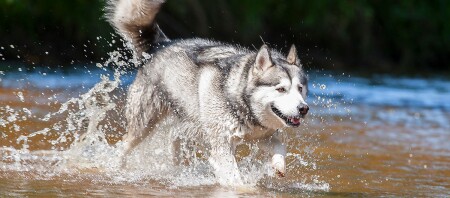 Ein Alaskan Malamute läuft durch Wasser.