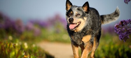Ein Australian cattle dog beim Spazieren