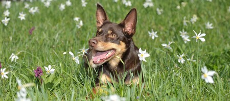 Een Australische Kelpie ligt op een bloemenweide