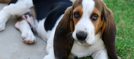Ein Basset Hound Welpe.