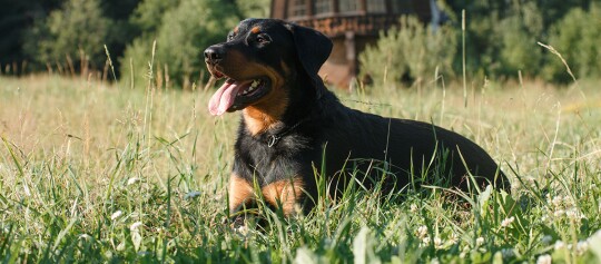 Rottweiler-Hund liegt entspannt auf einer grünen Wiese an einem sonnigen Tag