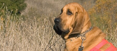 Eine Nahaufname eines Bloodhound.