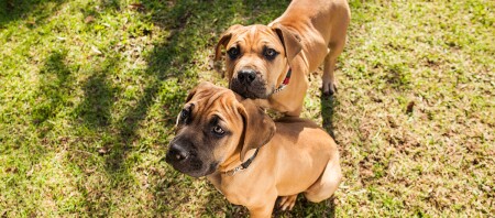 Zwei Boerboel Welpen