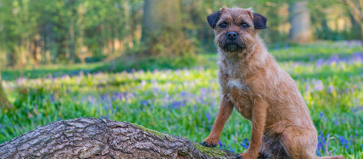 Border Terrier: Charakter, Haltung Und Pflege | FRESSNAPF