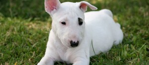 Weißer Bullterrier-Welpe mit schwarzem Fleck am Auge liegt entspannt auf grünem Gras