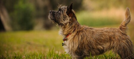 Ein Cairn Terrier.