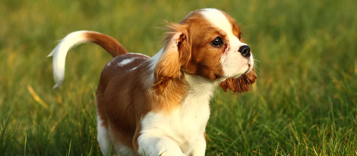 Uroczy szczeniak rasy Cavalier King Charles Spaniel stoi na zielonej trawie i patrzy uważnie w bok.