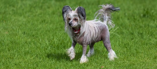Chinesischer Schopfhund mit weiß-grauen Haaren steht auf grünem Gras im Park