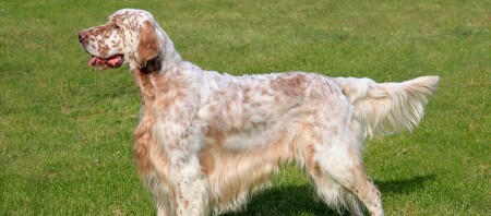 Ein English Setter