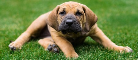 Ein Fila Brasileiro Welpe