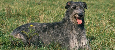 Ein scottischer Hirschhund.