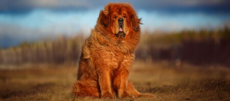 Eine Tibet Dogge