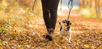 Hund und Besitzer bei Spaziergang im Herbstwald