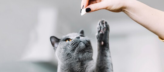 Getigerte Katze sitzt und hebt eine Pfote, um ein Leckerli von einer menschlichen Hand zu bekommen, weißer Hintergrund
