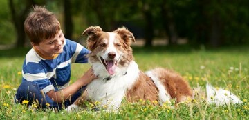 Jeune garçon heureux caressant un chien brun et blanc détendu dans une prairie verte ensoleillée