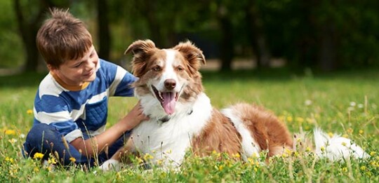 Jeune garçon heureux caressant un chien brun et blanc détendu dans une prairie verte ensoleillée
