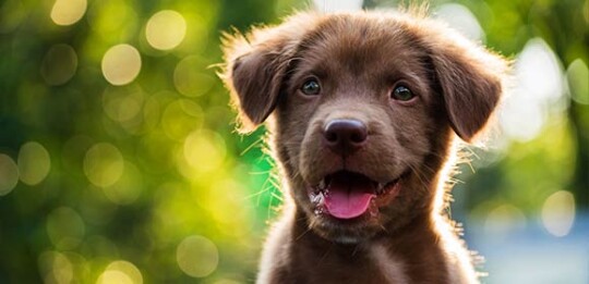 Adorable chiot marron avec la bouche ouverte devant un arrière-plan flou vert et jaune en plein air