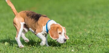 Eine Beagle folgt eine Fährte.