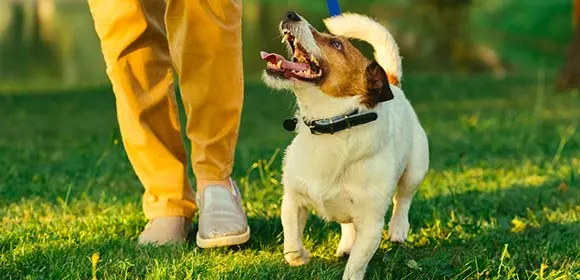 Glücklicher Jack Russell Terrier an der Leine läuft neben einer Person mit gelben Hosen auf grünem Gras im Park