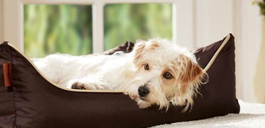 Ein Hund liegt in seinem Bett.